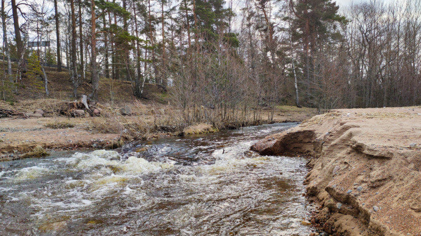 Река с бурным течением в лесу весной