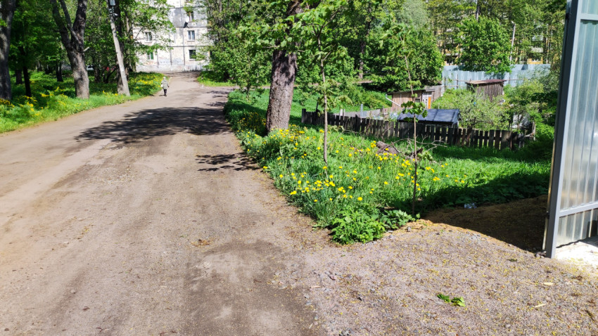 Пыльная дорога среди зелёных деревьев и цветов