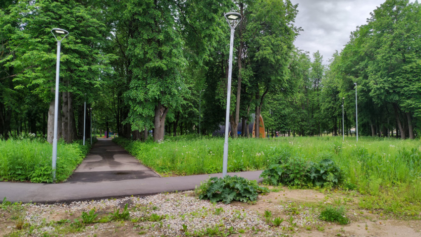 Разнообразие зелени в городском парке на прогулочной тропинке