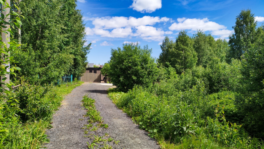 Прогулка по живописной тропе в зеленом лесу летом