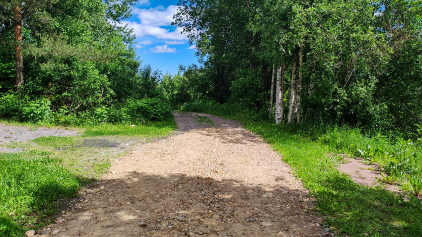 Лесная дорога в солнечный день на природе