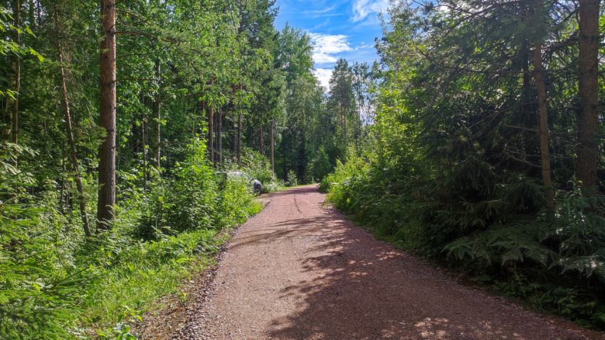 Дорога в лесу, окруженная зелеными деревьями