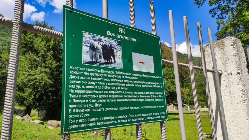 Табличка на вольере яка в зоопарке