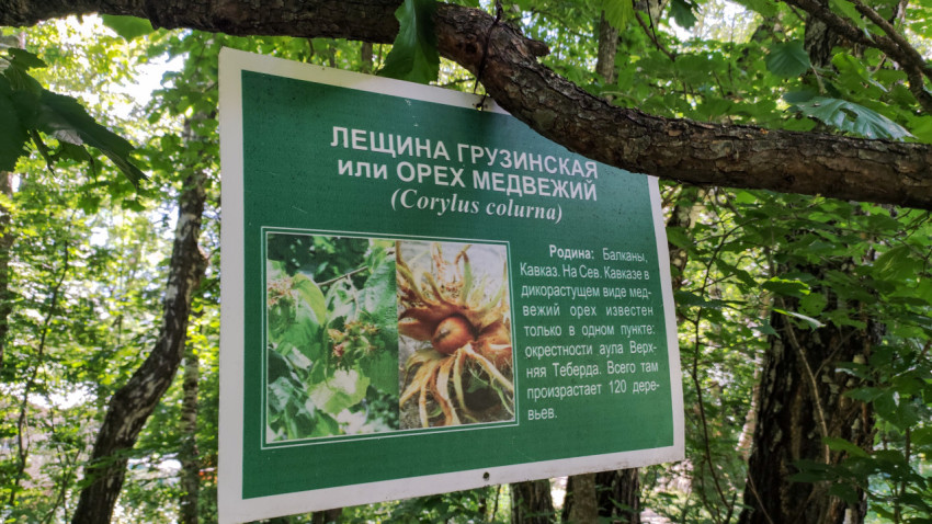 Лещина грузинская в лесу на Кавказе