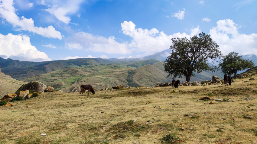 Пейзаж Кавказских гор с горами, деревьями и пасущимися животными