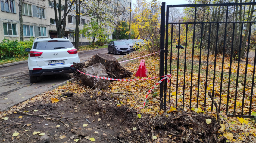 Демонтаж старого дерева и корневой системы во дворе