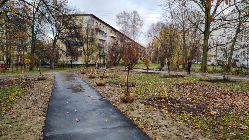 Посадка деревьев во дворе жилого дома осенью