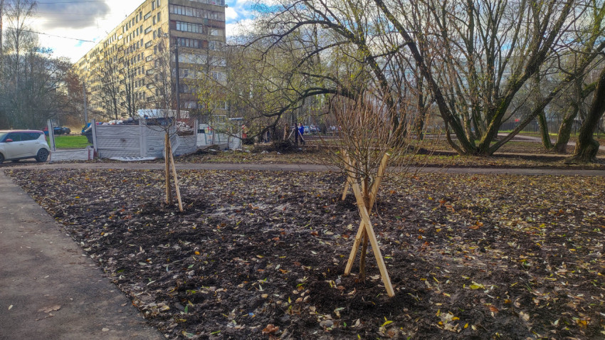 Высаженные молодые деревья с опорами в городском дворе осенью