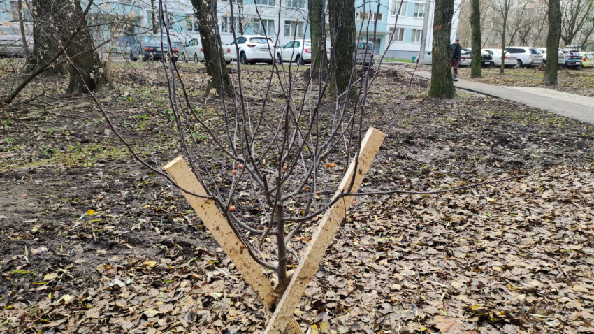 Посаженное молодое дерево с опорной конструкцией в городском дворе