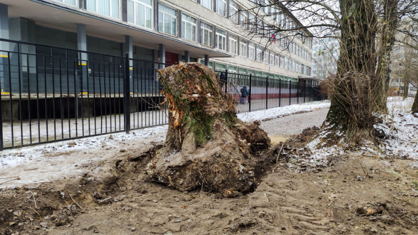 Корчевание пня перед строительством пешеходной дорожки зимой