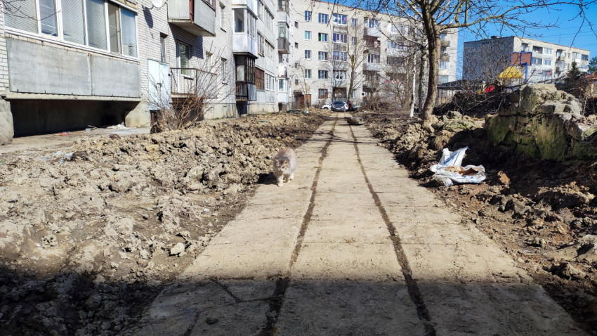 Кот на тротуарной плите во дворе жилого дома