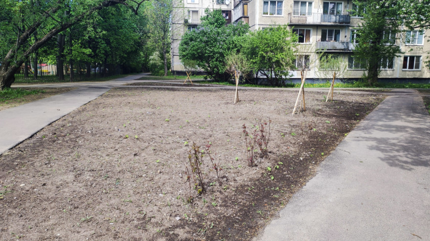 Молодые деревья и кустарники на благоустроенной придомовой территории