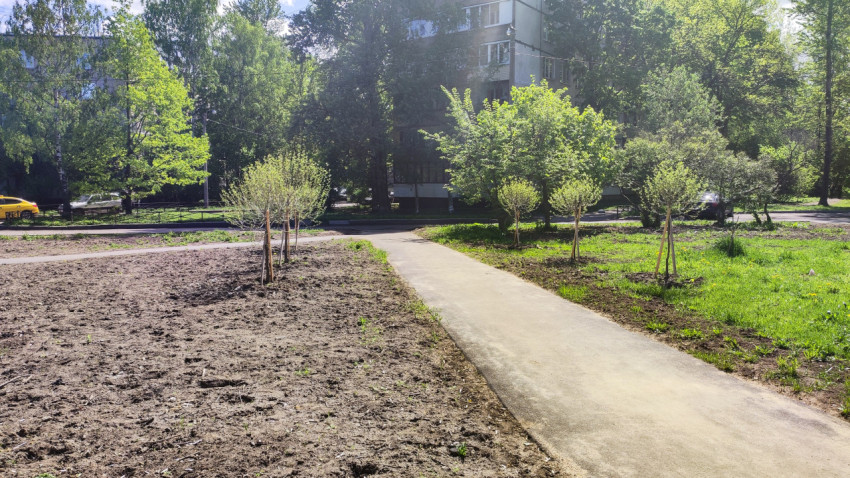 Асфальтовая дорожка с молодыми деревьями во дворе жилого квартала