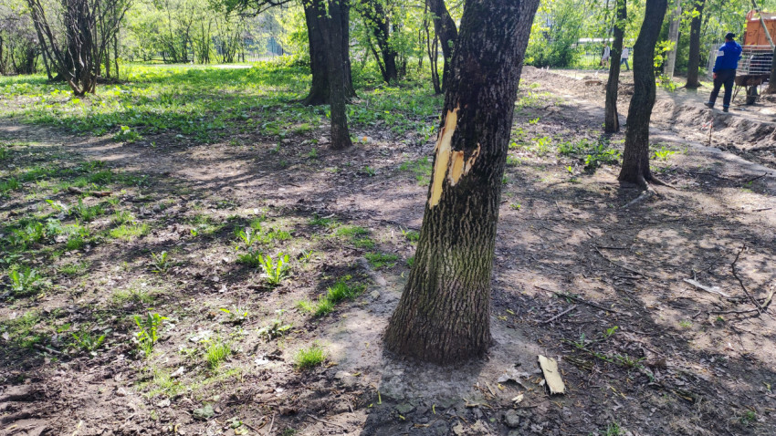 Дерево с повреждённой корой на участке благоустройства