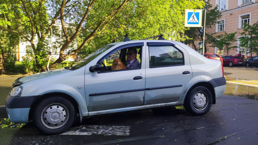 Водитель с собакой в салоне автомобиля Renault Logan