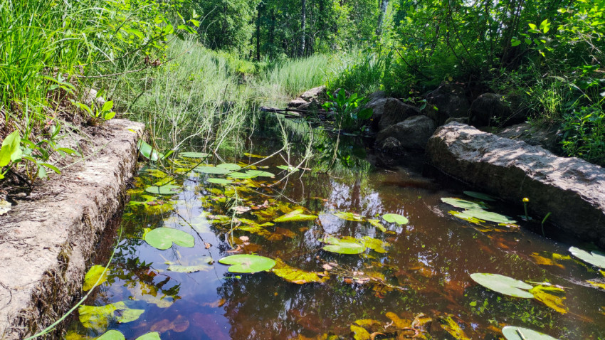 Водоём с кувшинками среди зелени и камней