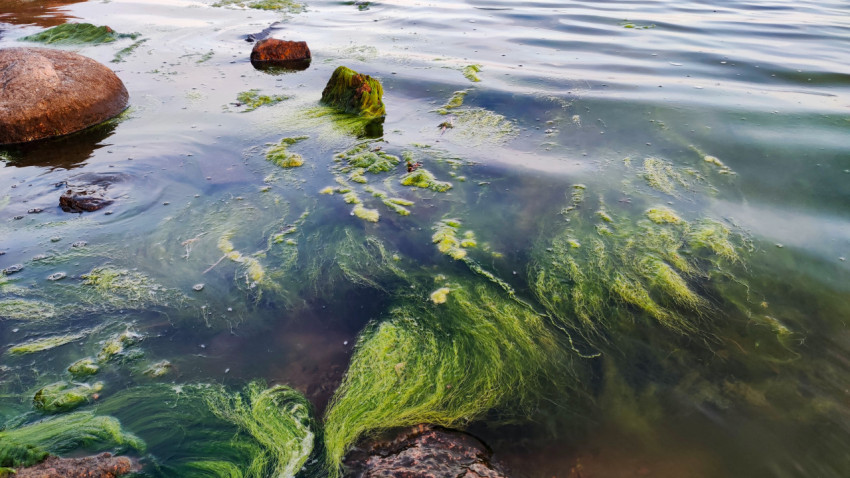 Камни и зелёные водоросли в воде у берега
