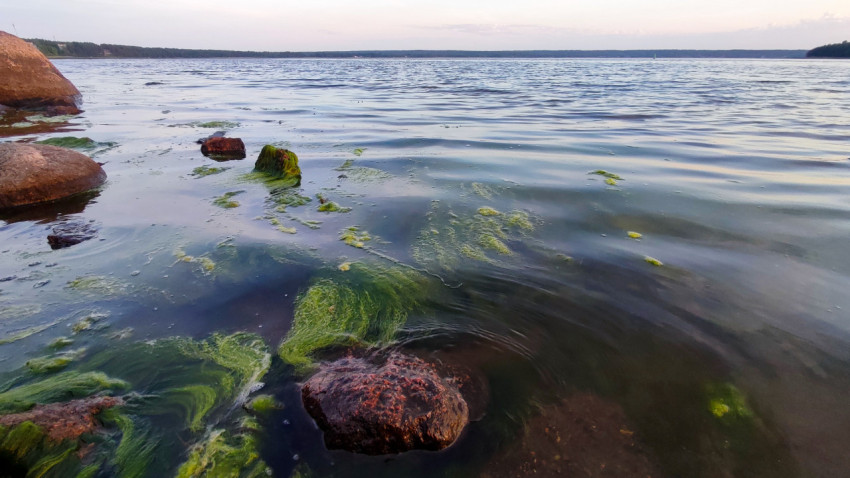 Водоросли у камней в прибрежной зоне