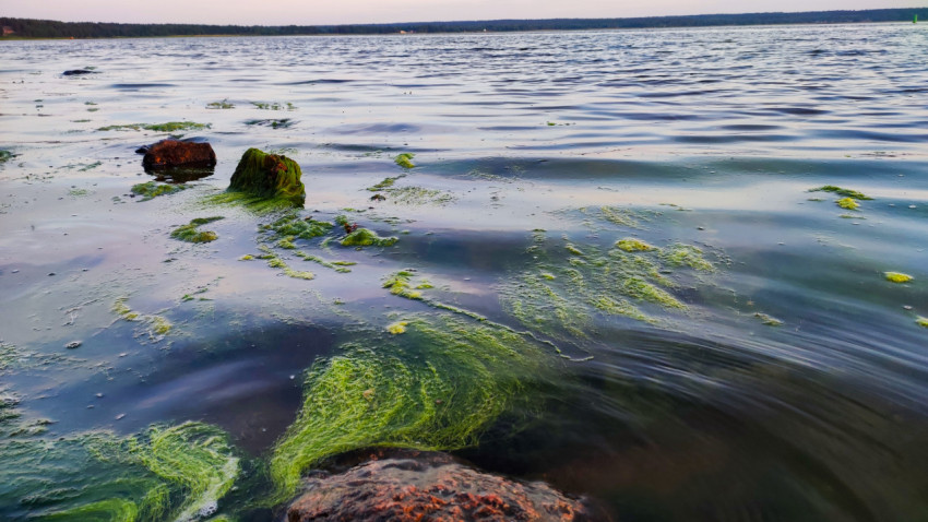 Зеленые водоросли на воде у камней