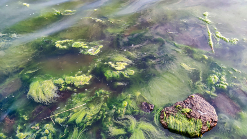 Вода с зелёными водорослями и камнем