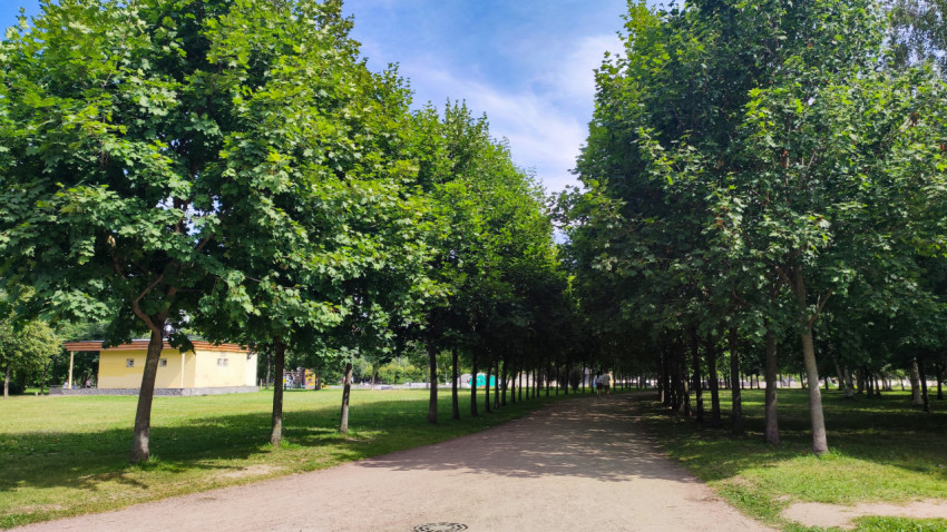 Аллея с деревьями в городском парке