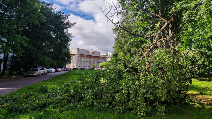 Поломанное дерево возле жилого дома и припаркованных автомобилей