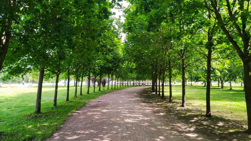 Деревья вдоль прогулочной дорожки в парке