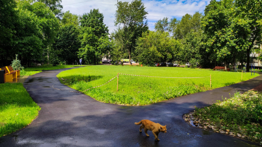 Дворовая дорожка с газоном и котом на переднем плане