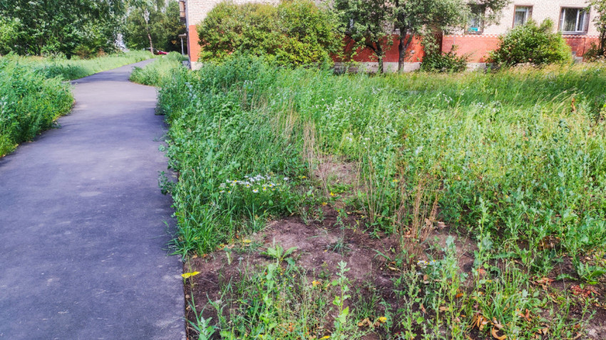 Асфальтированная дорожка и заросший газон у жилого дома