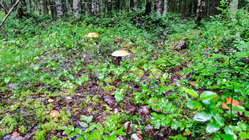 Лесная поляна с грибами после дождя