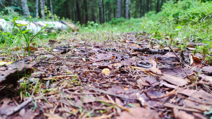 Лесная тропа с опавшей листвой и хвоей