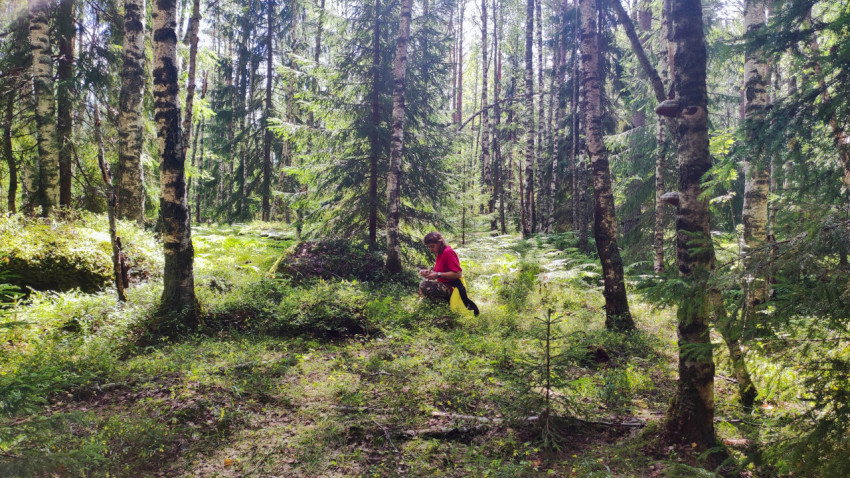 Человек в красной футболке в лесу среди берез и хвойных деревьев