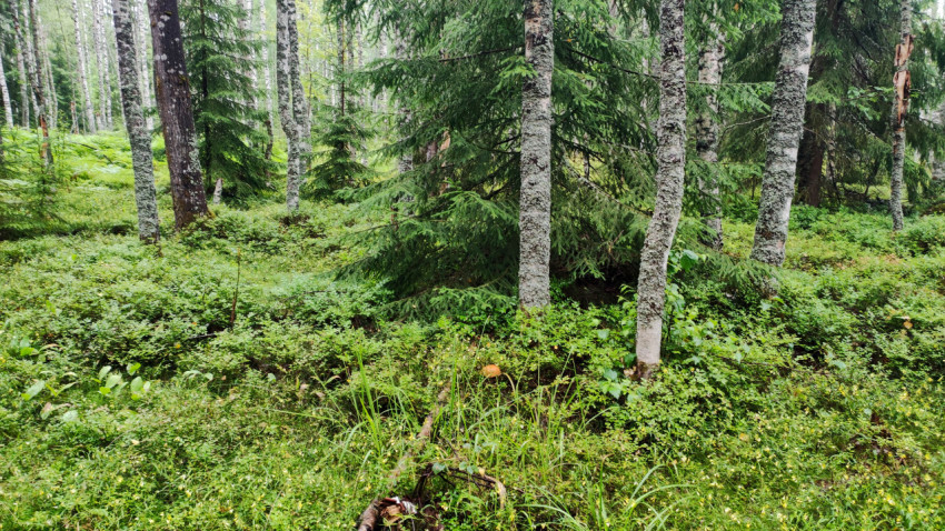 Лес с берёзами и хвойными деревьями