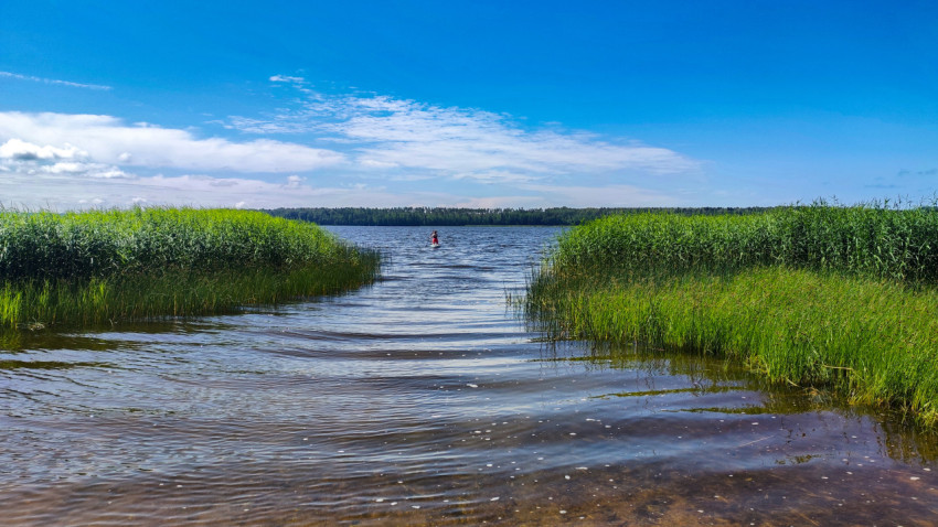 Озеро с камышами и человеком на сапборде на фоне леса