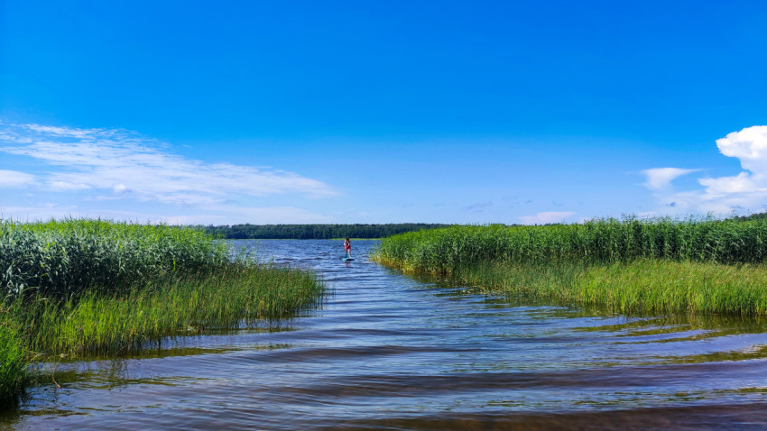 Девушка на сапборде в узком проходе камышей