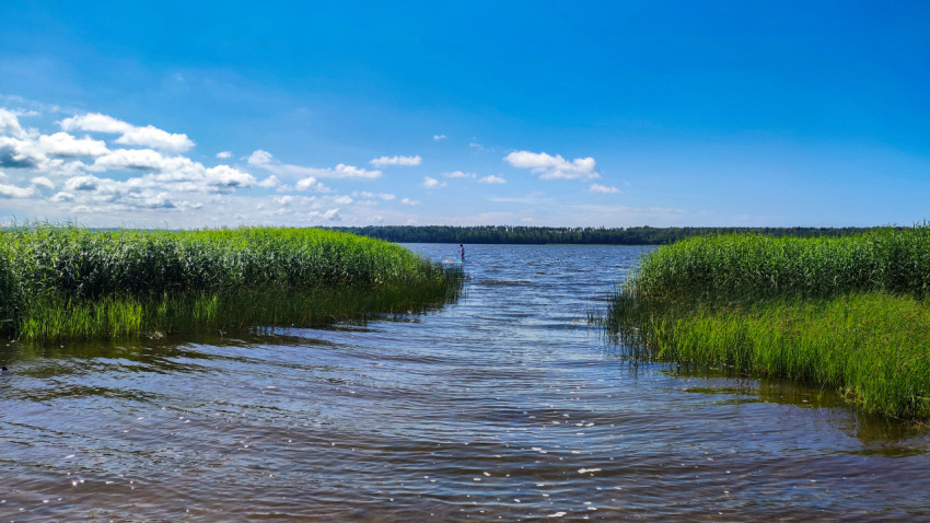 Узкий проход среди камышей, ведущий к озеру