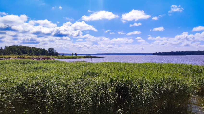 Озеро с зарослями камыша и далеким сапсерфером