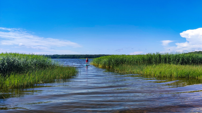 Женщина на сапборде плывет по озеру среди зарослей