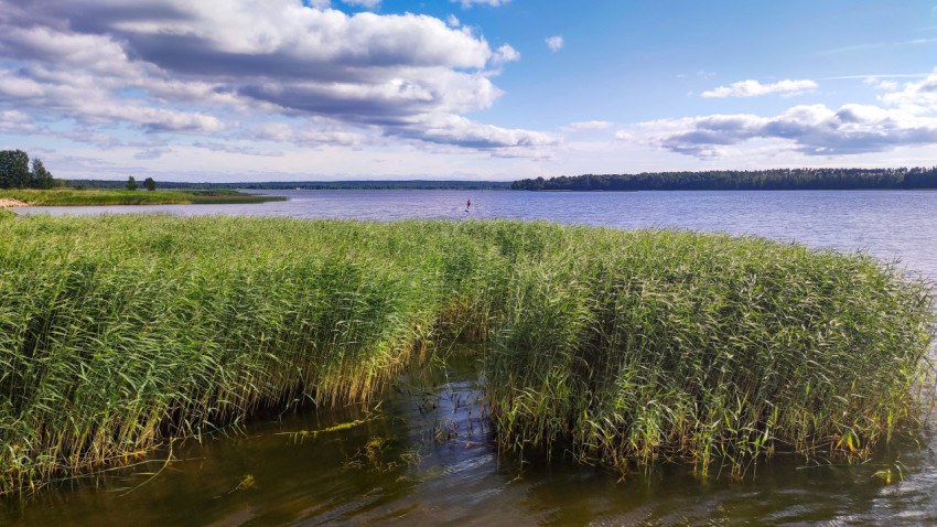 Озеро с тростниковыми зарослями и сапбордистом
