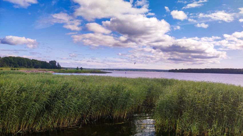 Озеро с зарослями тростника и сапбордистом вдали