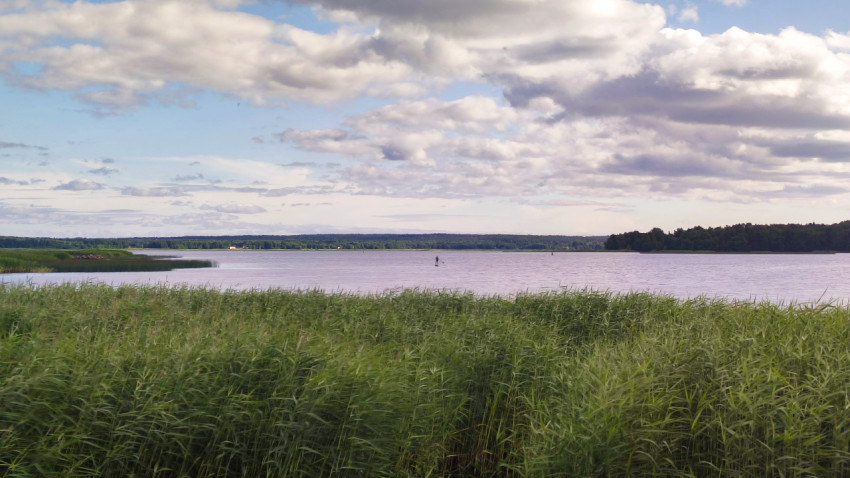 Сапбордист вдалеке на фоне тростника и леса