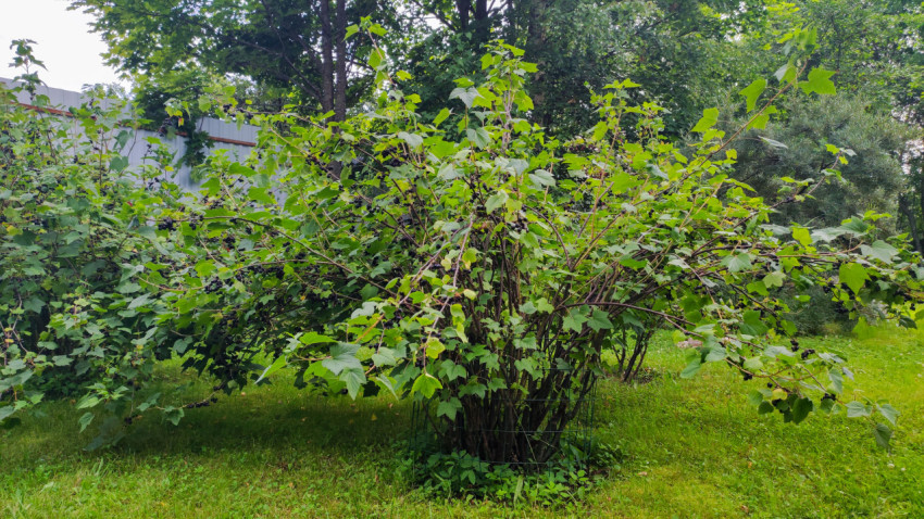 Куст черной смородины в саду летом