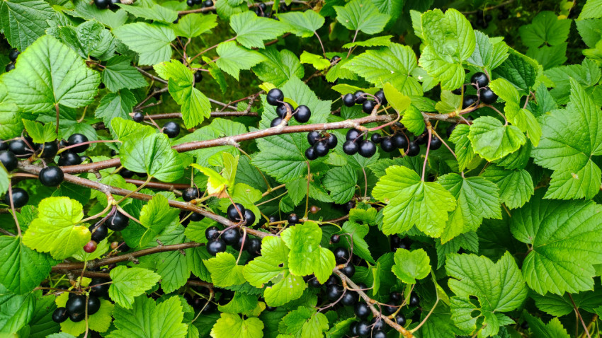 Ягоды черной смородины крупным планом