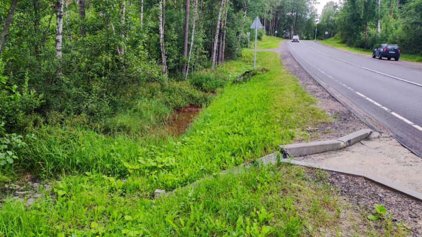 Дорожный водоотводящий лоток у лесополосы