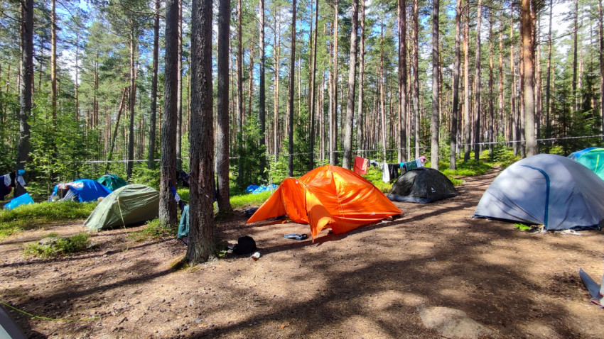 Палатки и туристическое снаряжение в сосновом лесу