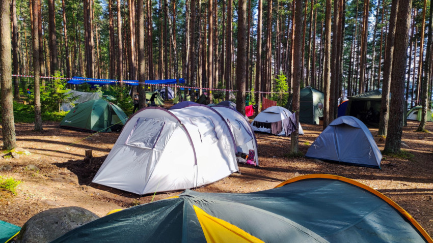 Палаточный лагерь в сосновом лесу