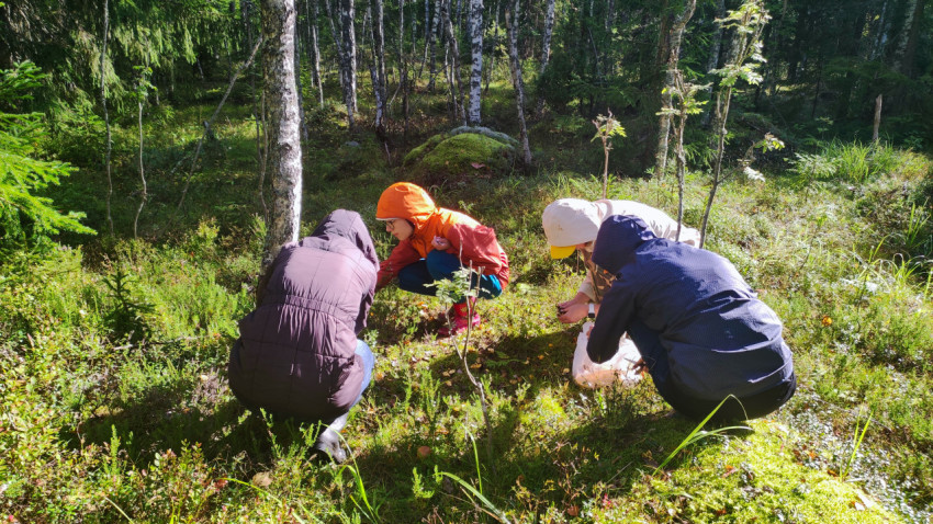 Группа грибников в лесу во время тихой охоты
