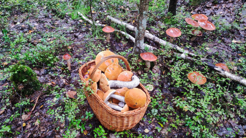 Корзина с грибами в осеннем лесу