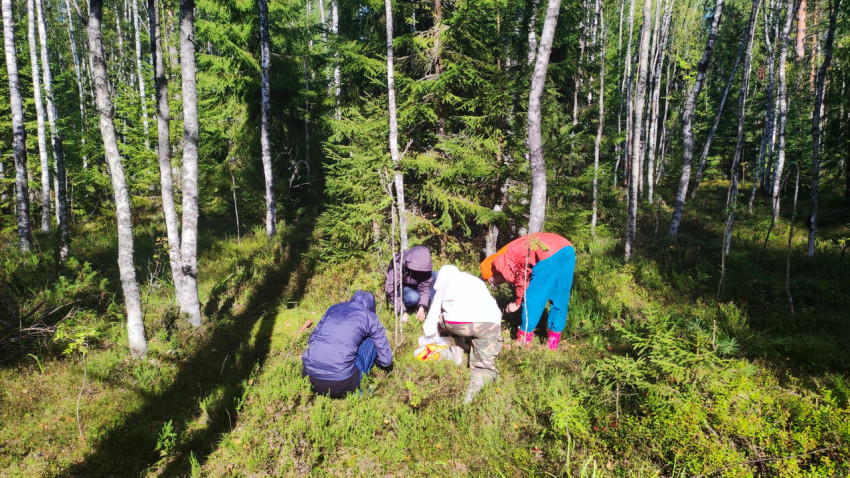 Люди собирают грибы в берёзово-хвойном лесу