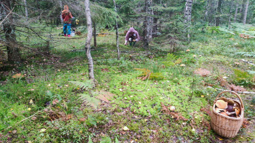 Грибники в лесу и полная корзина подосиновиков